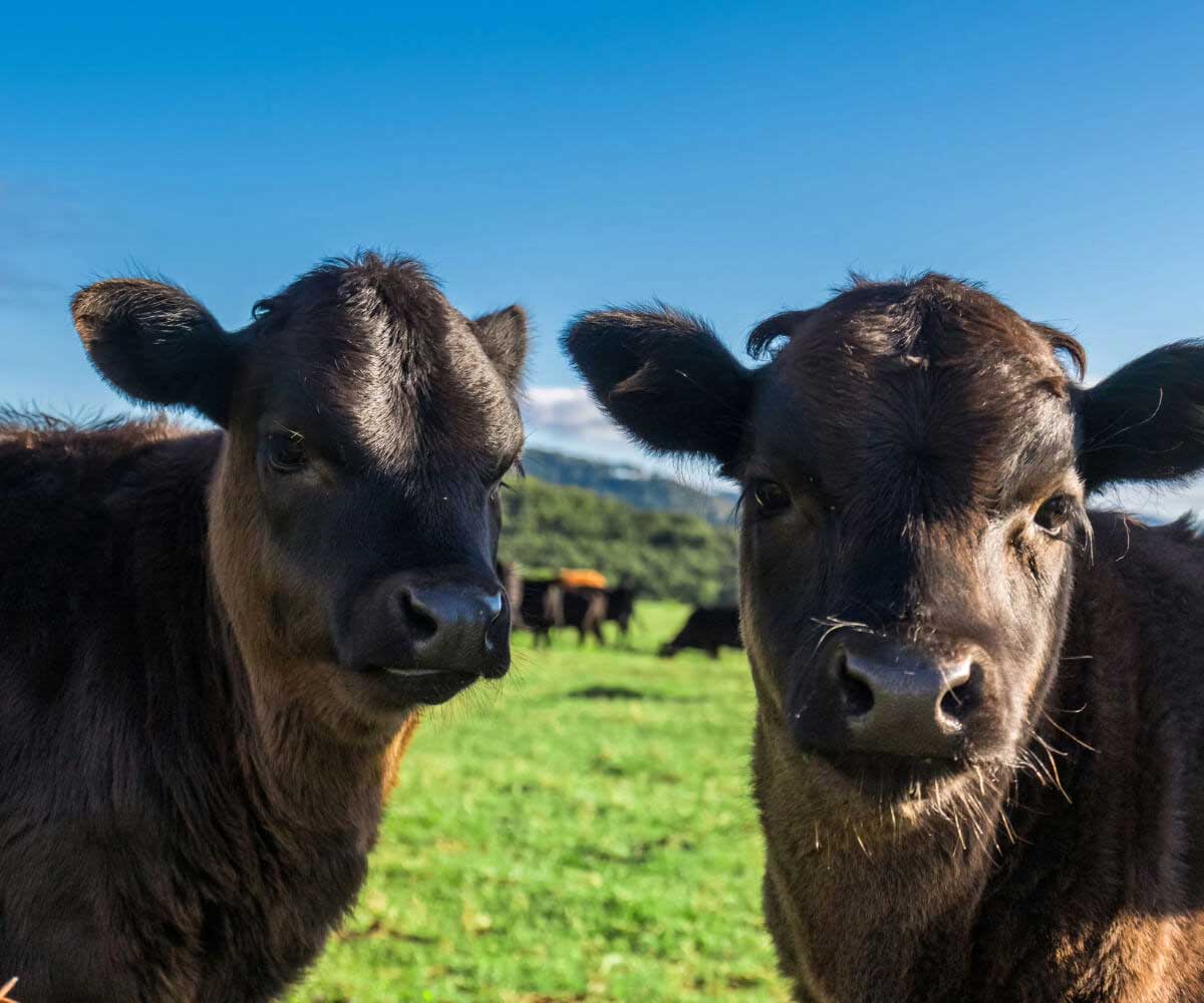 Where-Does-Your-Meat-Come-From–Why-Buying-Local,-Eating-Local-and-Supporting-Local-Matters